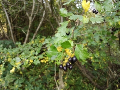 Crataegus pentagyna