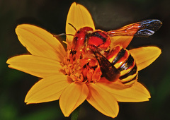Trachusa cordaticeps