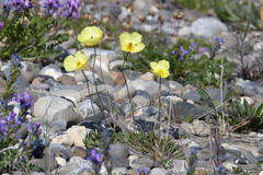 Papaver macounii