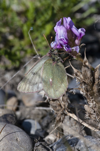 Labrador Sulphur photo 4
