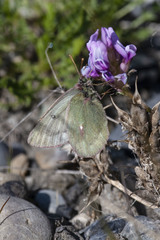 Colias nastes aliaska