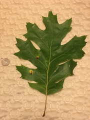 Quercus × hawkinsiae