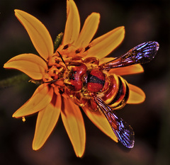 Trachusa cordaticeps