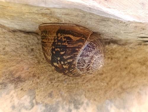 Cornu aspersum