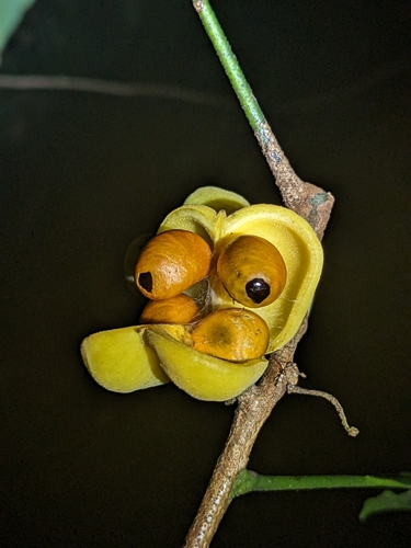 slender harpullia (Harpullia rhyticarpa)
