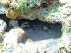 Gymnothorax vicinus