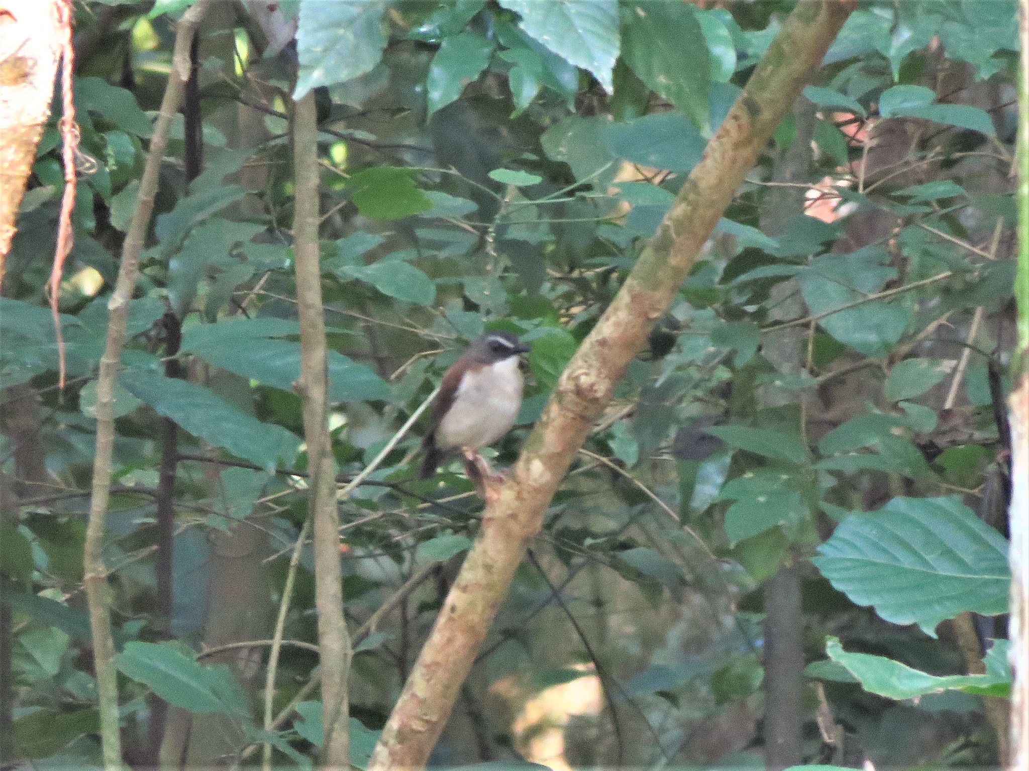Brown-chested Alethe (Chamaetylas poliocephala), photo 2