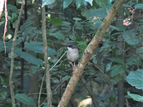 Brown-chested Alethe (Chamaetylas poliocephala), photo 5