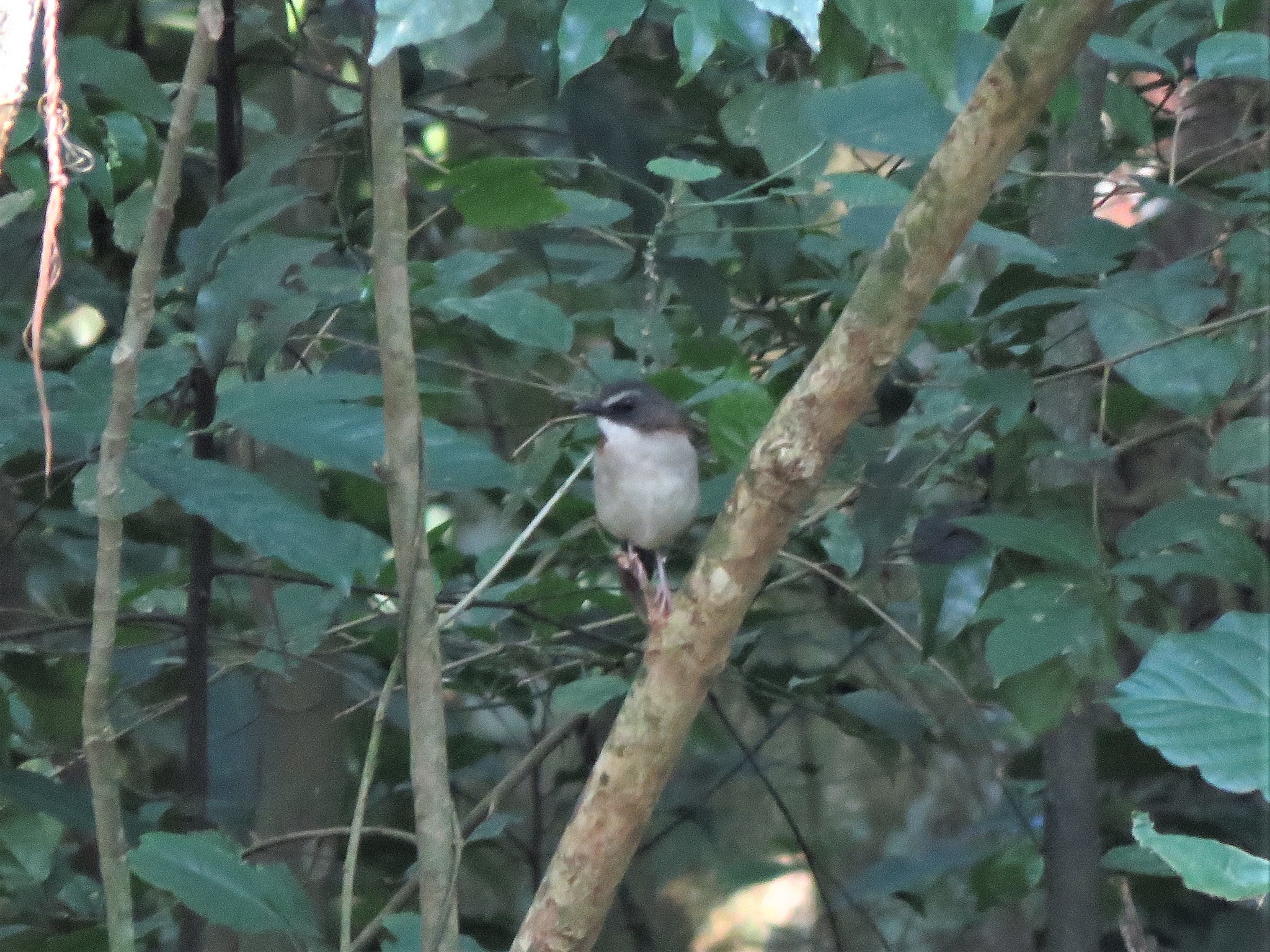 Brown-chested Alethe (Chamaetylas poliocephala), photo 3