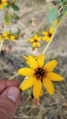 Helianthus bolanderi