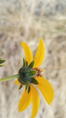 Helianthus bolanderi