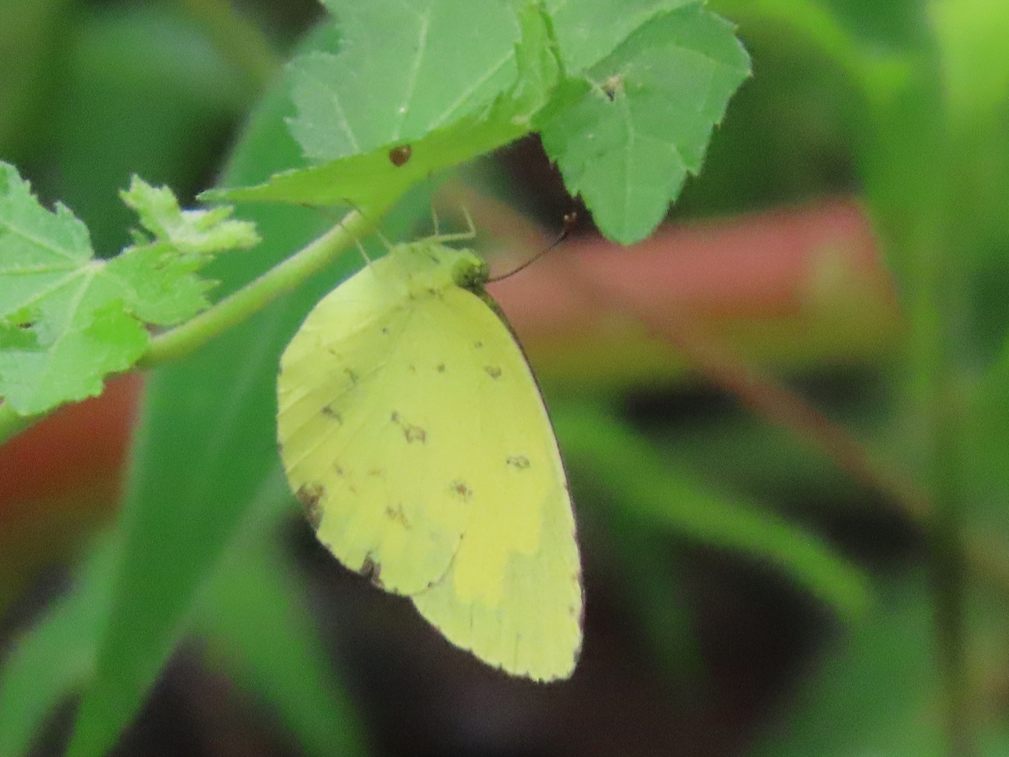Common Grass Yellow