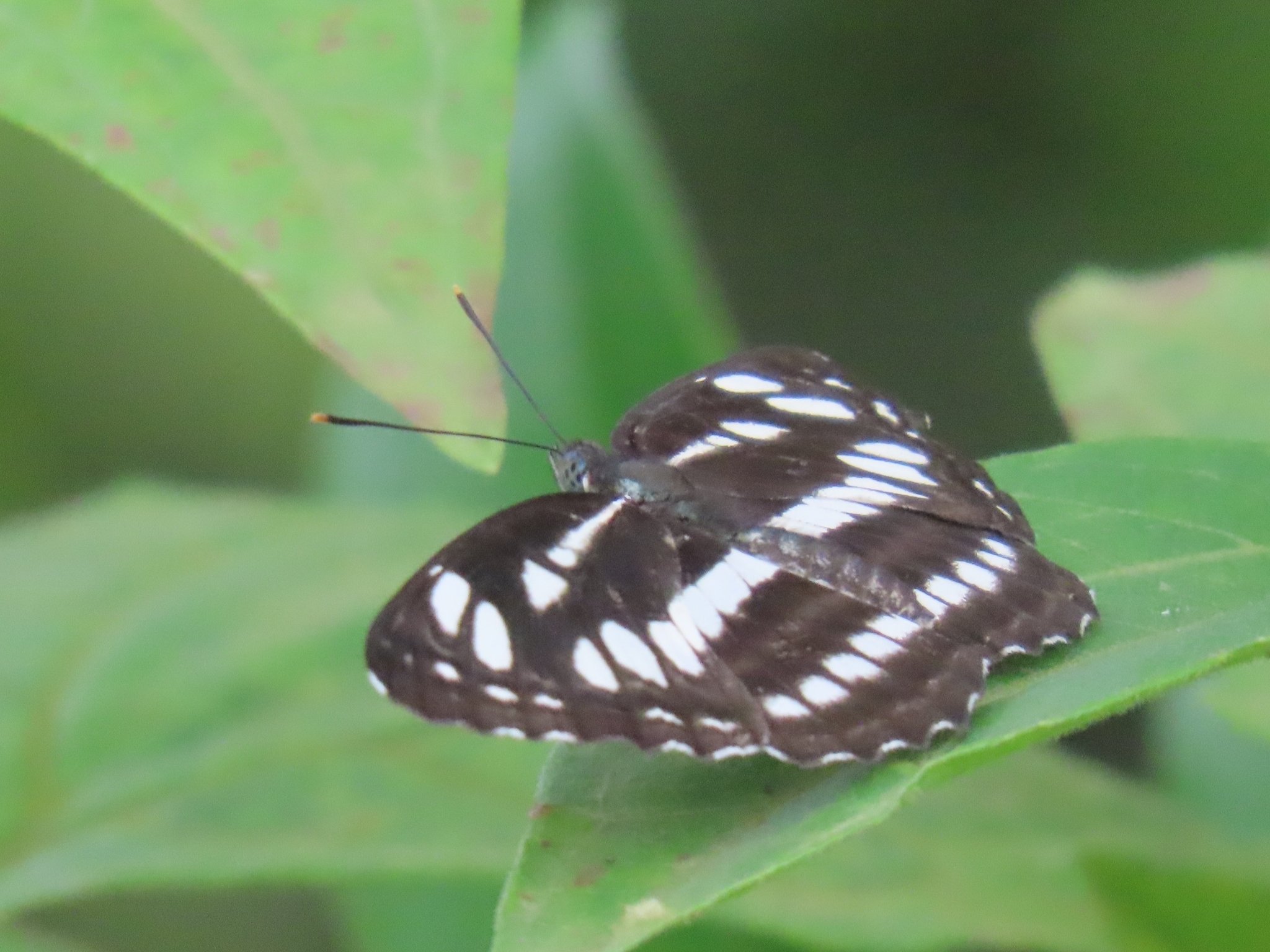 Common Sailer