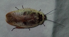 Gyna caffrorum
