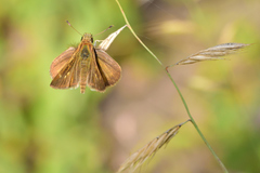 Polites vibex praeceps