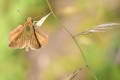 Polites vibex praeceps