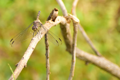 Dythemis nigrescens