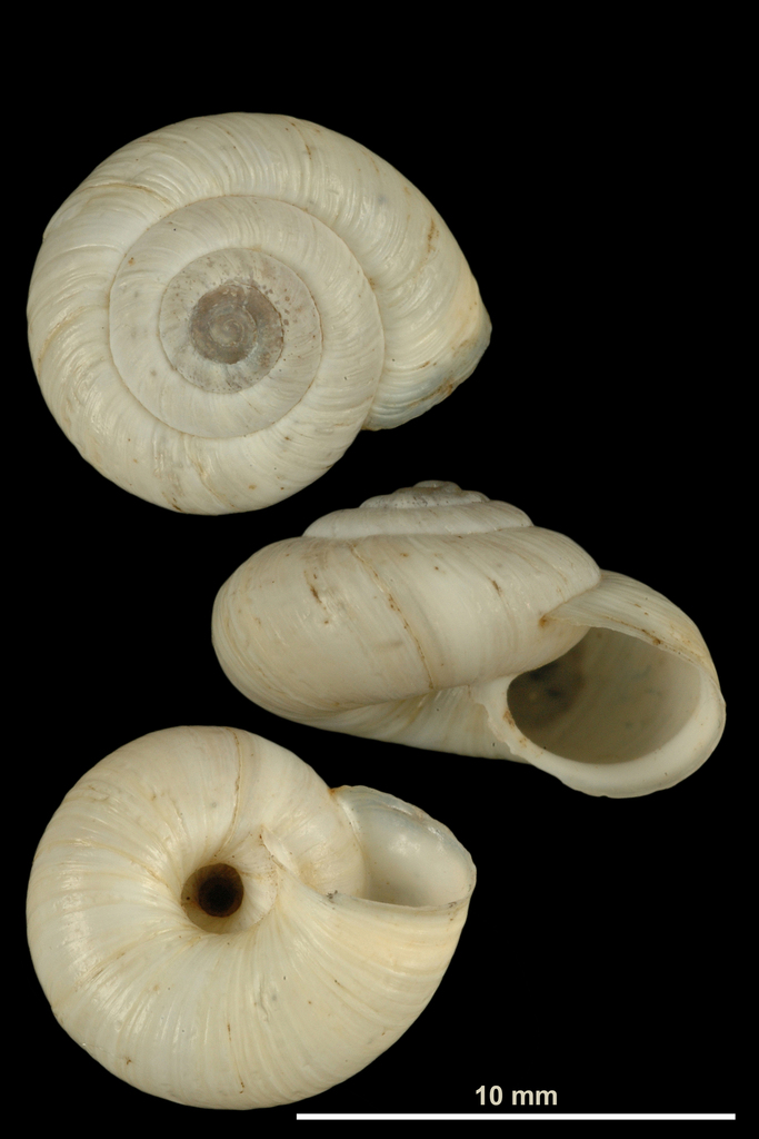 Helicella nubigena