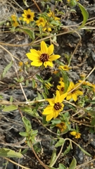 Helianthus bolanderi