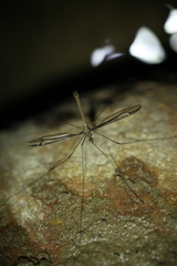 Tipula nova