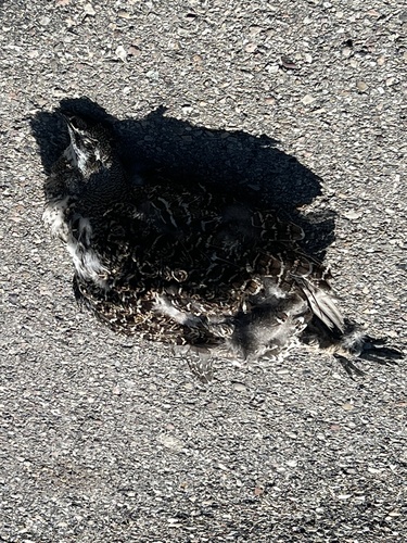 Greater Sage-Grouse