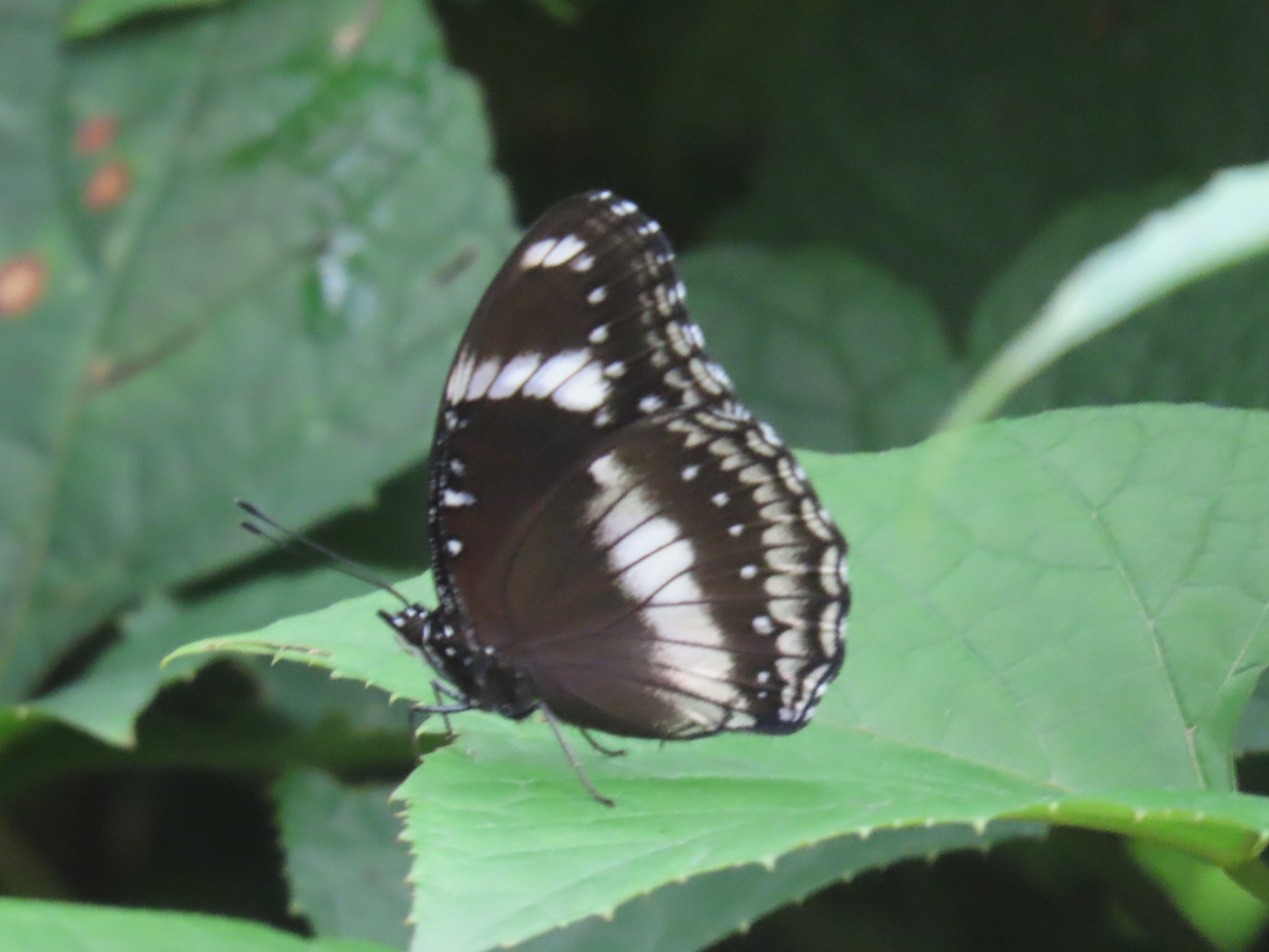 Great Eggfly