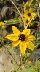 Helianthus bolanderi