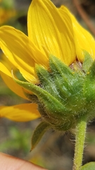 Helianthus bolanderi