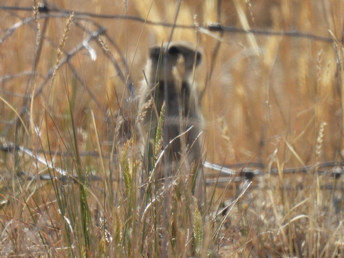 Wyoming Ground Squirrel
