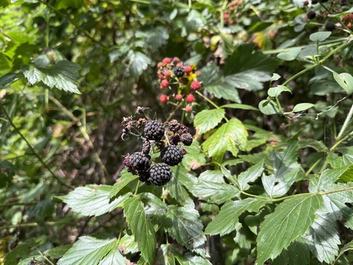 Rubus coreanus iNat (3)