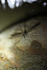 Tipula nova