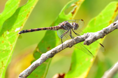 Dythemis nigrescens