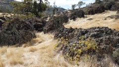 Helianthus bolanderi