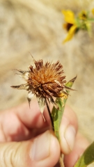 Helianthus bolanderi
