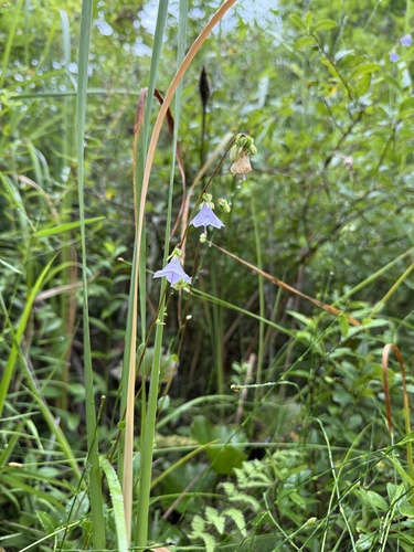 Adenophora palustris iNat (1)
