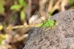 Erpetogomphus crotalinus