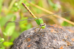 Erpetogomphus crotalinus