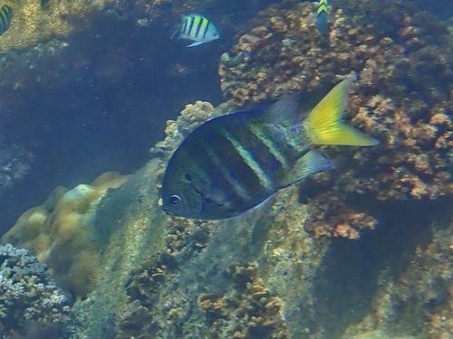 Yellowtail Sergeant (Abudefduf notatus)