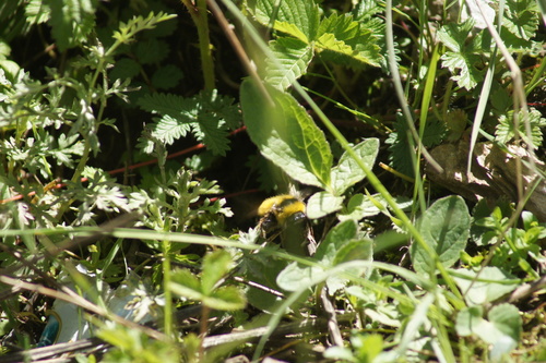 Bombus expolitus
