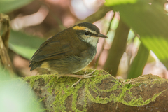 Bornean Stubtail photo 3