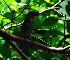 Psilopogon faiostrictus