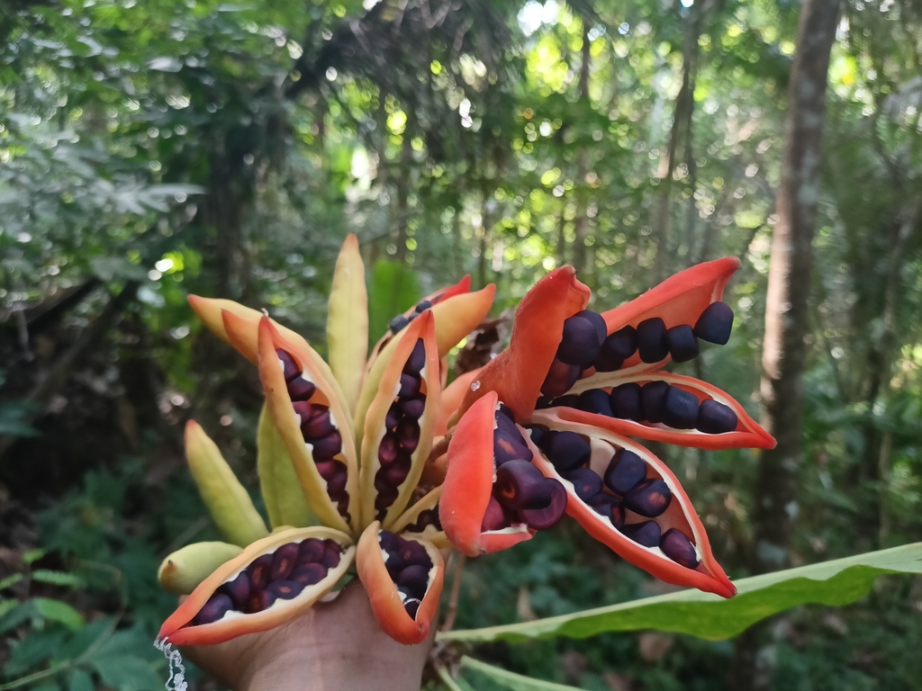 Sterculia stipulata (Sterculia stipulata)