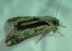 Ulotrichopus tinctipennis