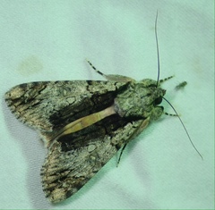 Ulotrichopus tinctipennis