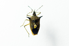 Proxys albopunctulatus