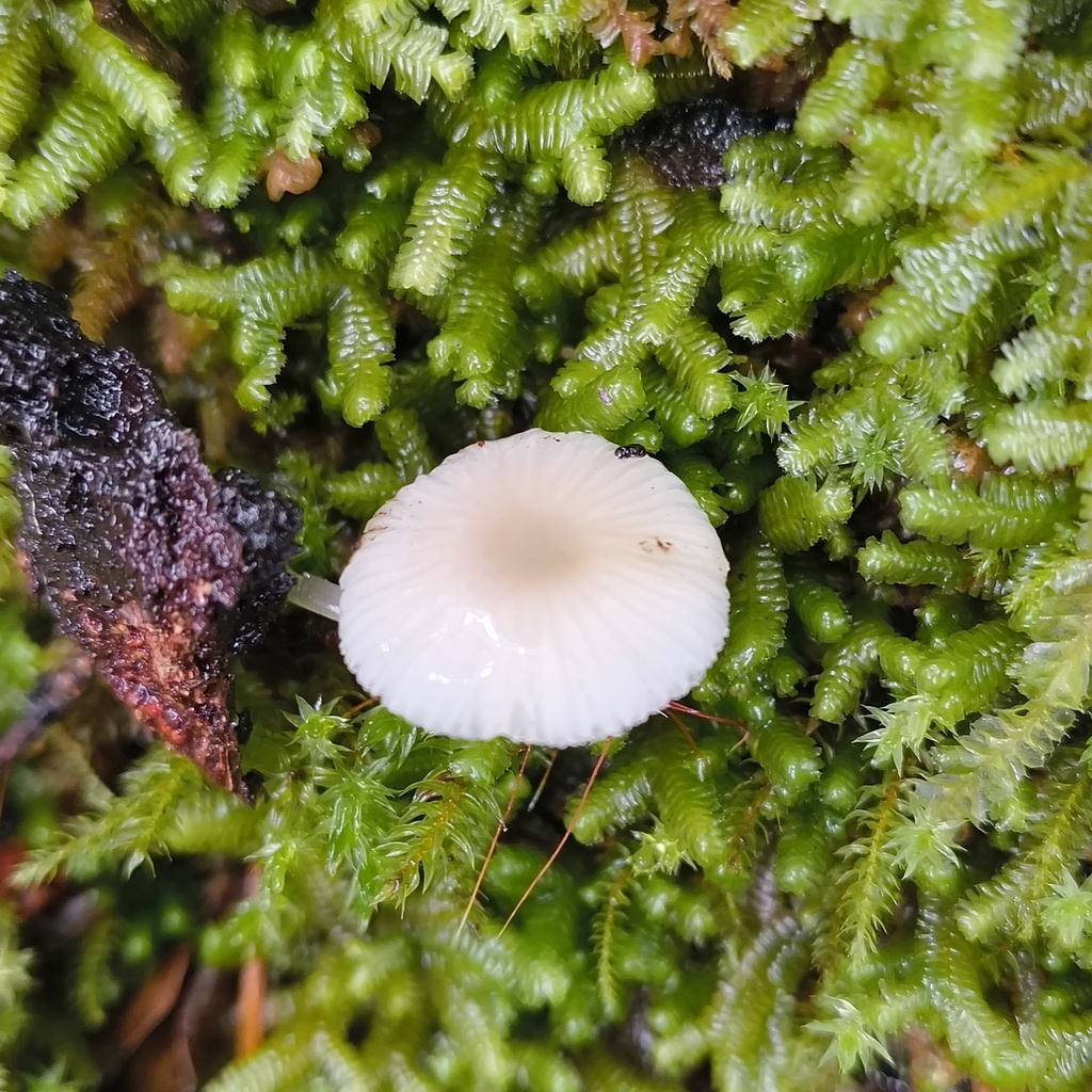 Mycena carmeliana · July 2025 · photo: © zedt (iNaturalist, cc-by)