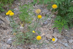 Oncosiphon pilulifer