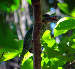 Psilopogon faiostrictus