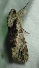 Ulotrichopus tinctipennis