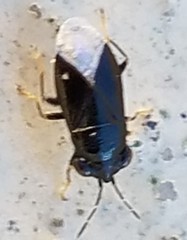 Geocoris atricolor